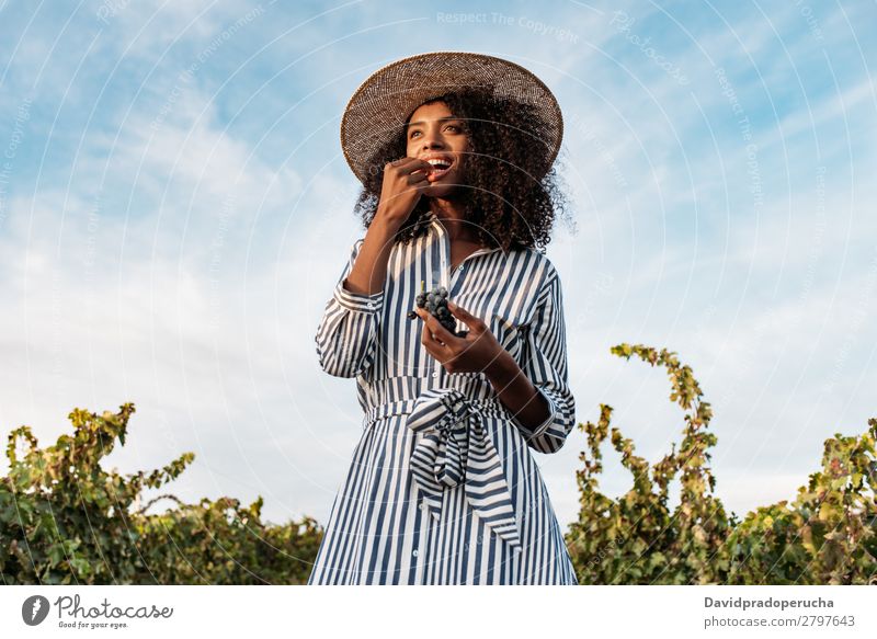 Junge Frau, die auf einem Weg inmitten eines Weinbergs geht. Weingut Weintrauben laufen organisch Ernte Glück Landwirtschaft grün Anhäufung Lächeln ländlich