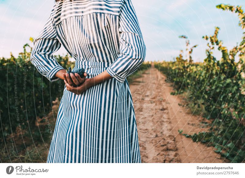 Junge Frau, die auf einem Weg inmitten eines Weinbergs geht. Weingut Weintrauben stehen organisch Ernte Wege & Pfade Landwirtschaft grün Anhäufung ländlich