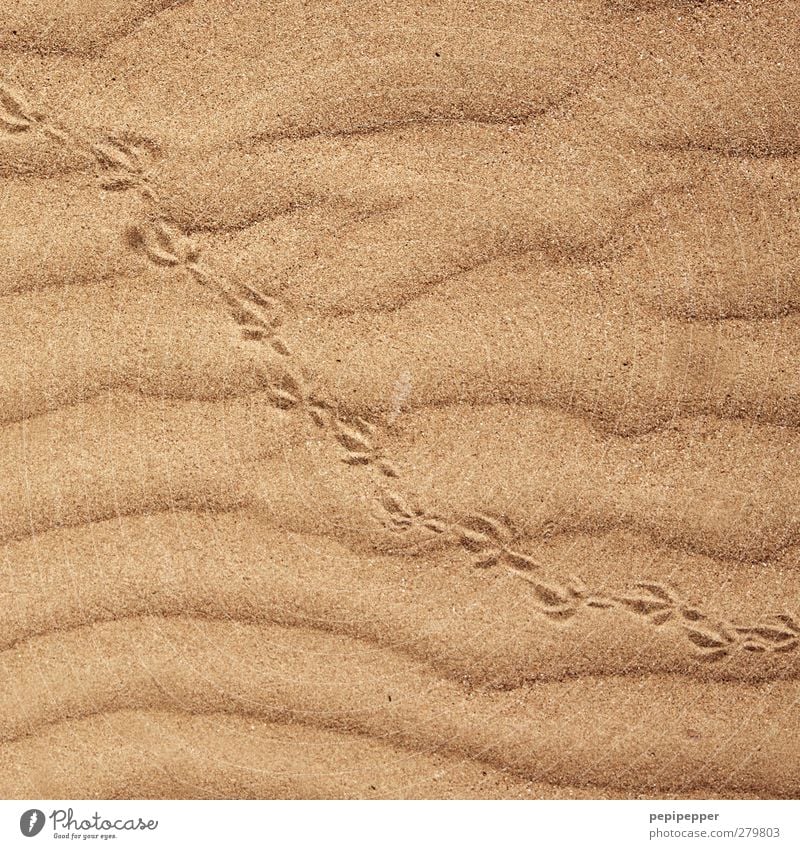 tip, tip, tip. Umwelt Sand Sommer Schönes Wetter Küste Strand Wüste Vogel Pfote Fährte 1 Tier Linie Streifen gehen heiß Geschwindigkeit gelb gold Mobilität
