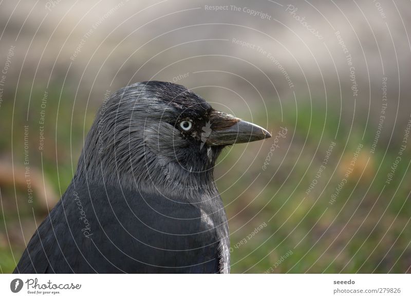 Überwachung (Rabe) Tier Vogel Rabenvögel Krähe 1 beobachten grau schwarz Coolness Sicherheit Schutz Wachsamkeit Kraft Ruhe Farbfoto Außenaufnahme Nahaufnahme