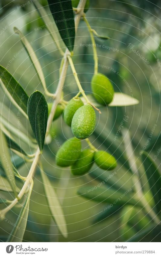 Olivenfrüchte an einem Olivenbaum, Nahaufnahme Olivenblatt Sommer Baum Pflanze Nutzpflanze hängen Wachstum Ölfrucht authentisch Duft nachhaltig Originalität