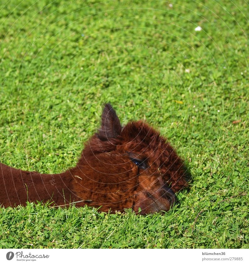 Probiers mal mit Gemütlichkeit... Tier Nutztier Tiergesicht Alpaka Lama Kamel 1 genießen liegen kuschlig niedlich braun Kopf Fell Wolle Ohr Auge Maul