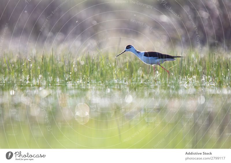 Wildvogel auf dem Wasser wandelnd Vogel wild Stelzenläufer belena lagune Guadalajara Spanien laufen Sonnenstrahlen Gras grün Wetter Natur Tier Tierwelt Schnabel