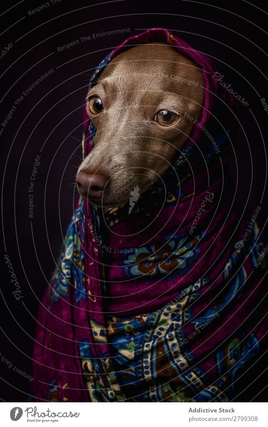 Italienischer Windhundhund mit arabischem Hijab dunkel Kostüm Freundschaft Porträt Fröhlichkeit Niqab Freundlichkeit Hund lustig Kunst Galgo Glück braun Tier