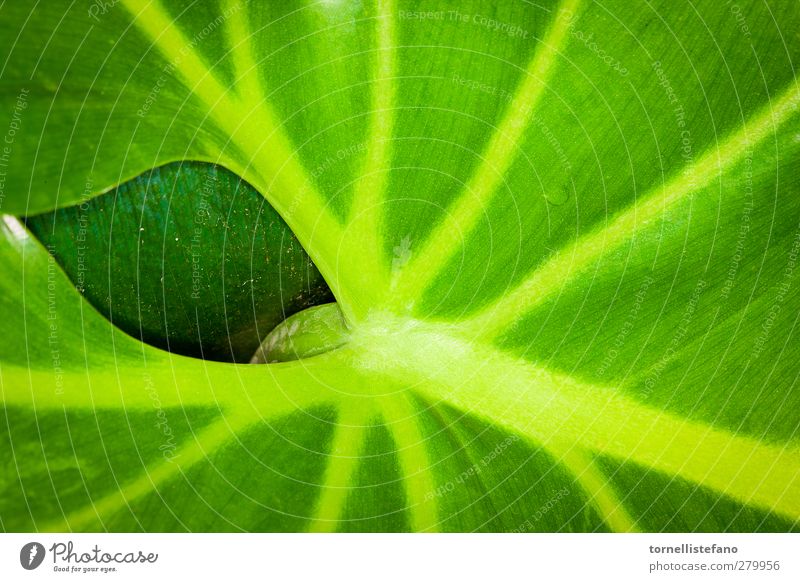 ein Blatt hinter einem Blatt Hintergrund Botanik Nahaufnahme Farbe Pflanze grün Erdhöhle Zimmerpflanze Natur Venen wachsartig lecker