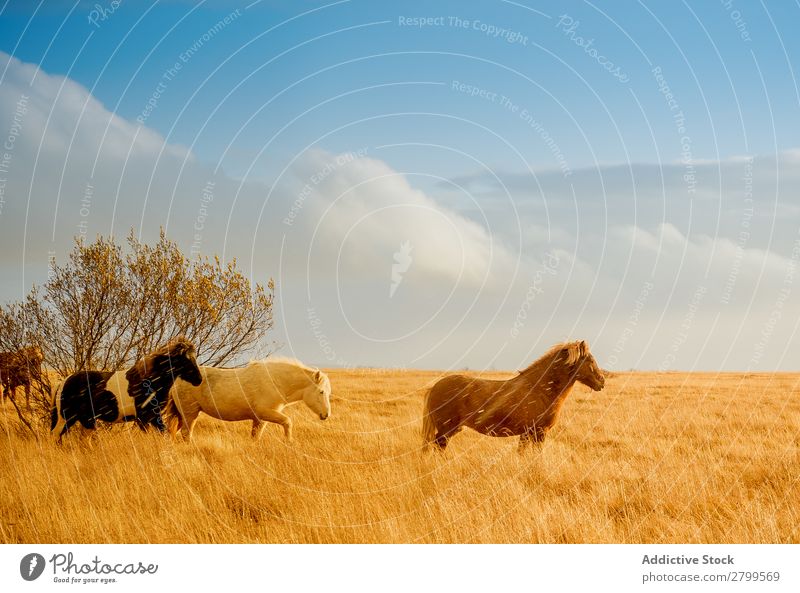 Wildpferde im goldenen Feld Pferd Island Gold wild Tal schön Tier Wiese Landschaft Natur Herde Menschengruppe abgelegen Sonnenlicht hell