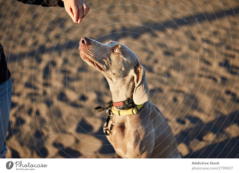 Lustiger Hund am Strand Sand atmen lustig Sonnenstrahlen Tag Haustier Natur Sommer Tier Glück Freude Menschenleer heimisch Reinrassig niedlich lieblich Küste