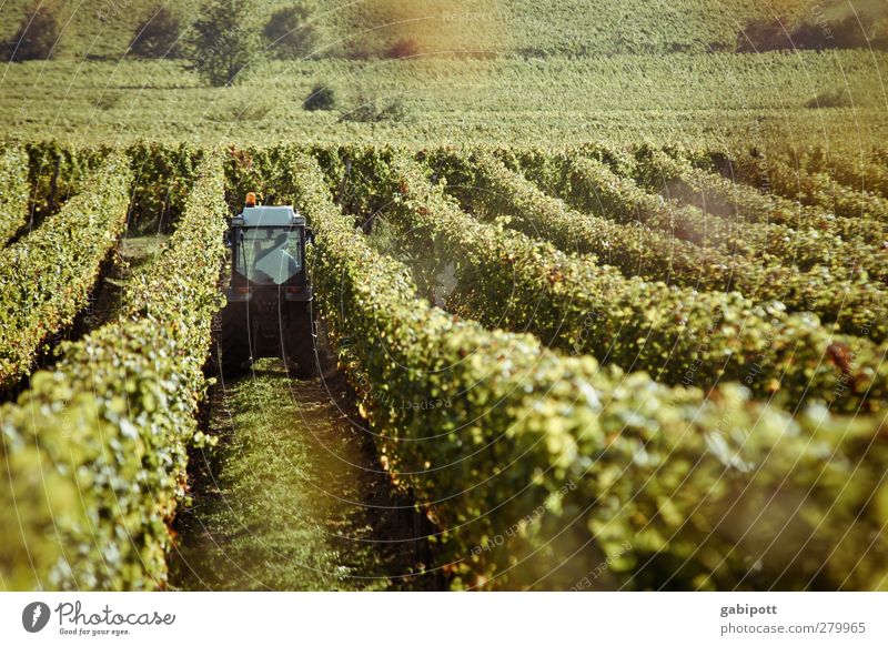 Wein holen Ernte Landwirtschaft Forstwirtschaft Natur Landschaft Erde Herbst Pflanze Sträucher Feld Hügel Arbeit & Erwerbstätigkeit natürlich braun grün