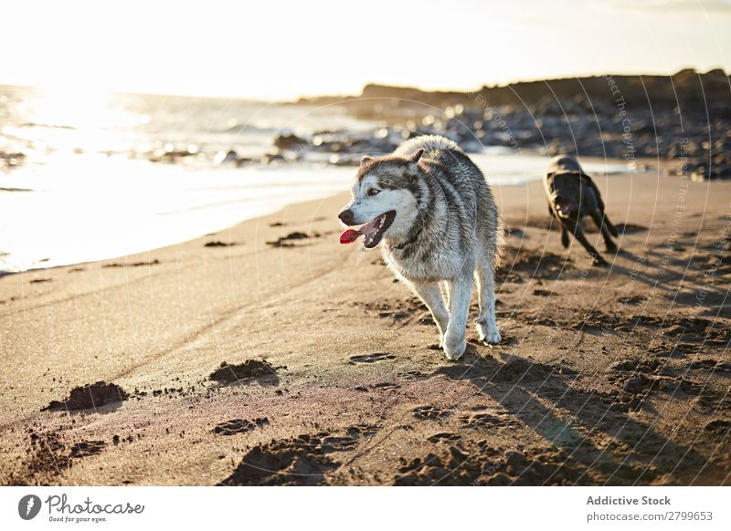 Hunde, die in der Nähe des wogenden Meeres laufen. Strand Spielen Sonnenlicht rennen Sand lustig Sonnenstrahlen Tag Haustier Natur Sommer Tier Glück Wellen