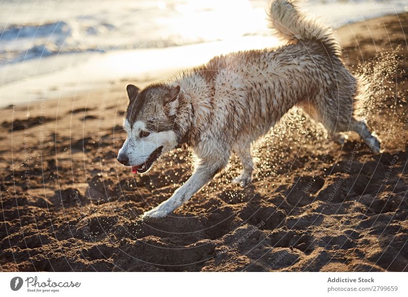 Lustiger Hund am Strand Sand atmen lustig Sonnenstrahlen Tag Haustier Natur Sommer Tier Glück Freude Menschenleer heimisch Reinrassig niedlich lieblich süß