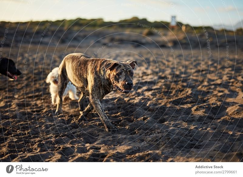 Lustiger Hund am Strand Sand atmen lustig Sonnenstrahlen Tag Haustier Natur Sommer Tier Glück Freude Menschenleer heimisch Reinrassig niedlich lieblich süß