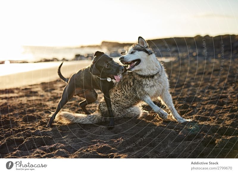 Hunde, die in der Nähe des wogenden Meeres laufen. Strand Spielen Sonnenlicht rennen Sand lustig Sonnenstrahlen Tag Haustier Natur Sommer Tier Glück Wellen
