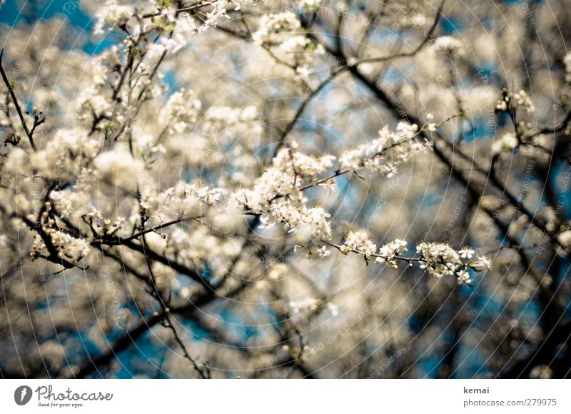 Hiddensee | In voller Blüte Umwelt Natur Pflanze Himmel Frühling Sommer Schönes Wetter Baum Nutzpflanze Obstbaum Kirschblüten Zweig Ast Garten Blühend Wachstum