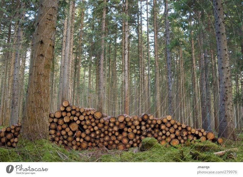 Lager Landwirtschaft Forstwirtschaft Umwelt Natur Baum Wald Ordnung Holz Brennholz Holzstapel Vorrat Schwarzwald Farbfoto Außenaufnahme Menschenleer