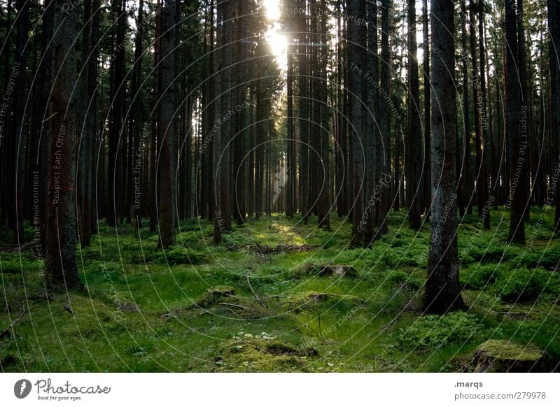Morgens Ausflug Umwelt Natur Landschaft Frühling Sommer Klima Klimawandel Baum Moos Wald dunkel Stimmung Farbfoto Außenaufnahme Menschenleer Textfreiraum unten