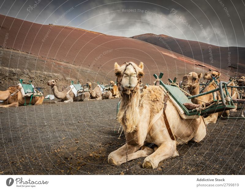 Gesattelte Kamele, die auf dem Boden ruhen. Sättel Karavane lügen Fuerteventura Kanaren Spanien Ferien & Urlaub & Reisen Ausflug Tourismus Erholung Tier Verkehr