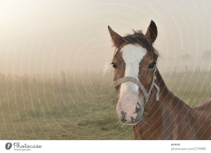 morgens und noch müde Umwelt Natur Landschaft Tier Nebel Nutztier Pferd 1 braun grün Pferdekopf Weide Farbfoto Außenaufnahme Textfreiraum links Tag