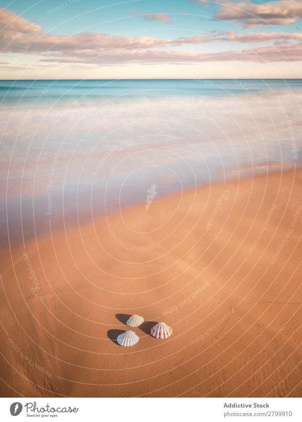 Weichtiere auf Sand in der Nähe des wogenden Meeres Resort Küste Wellen Natur Strand Sommer marin Ferien & Urlaub & Reisen nass Ausflug Menschenleer exotisch