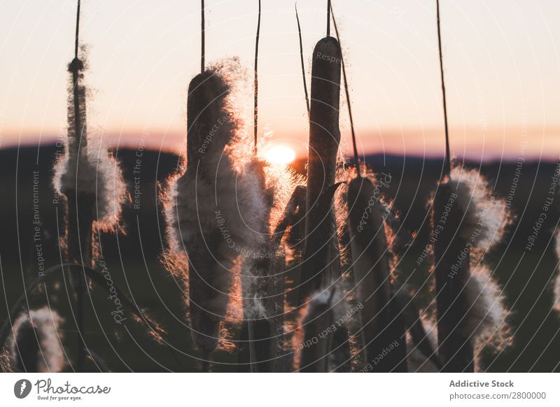 Schilf mit Flocken bei Sonnenuntergang Schilfrohr Pflanze Fussel Abend Sumpf Natur regenarm Gras Flaum Rohrkolben Spazierstock Himmel Jahreszeiten Landschaft