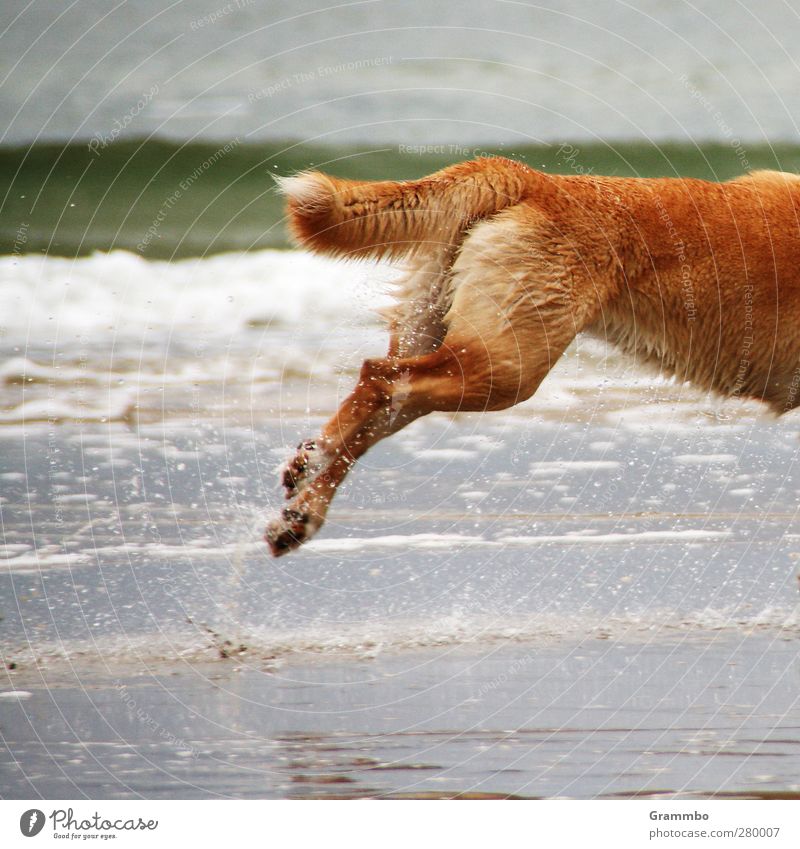 no time. for complete dogs Wasser Nordsee Tier Hund 1 laufen rennen Lebensfreude springen Fell Schwanz Farbfoto Außenaufnahme