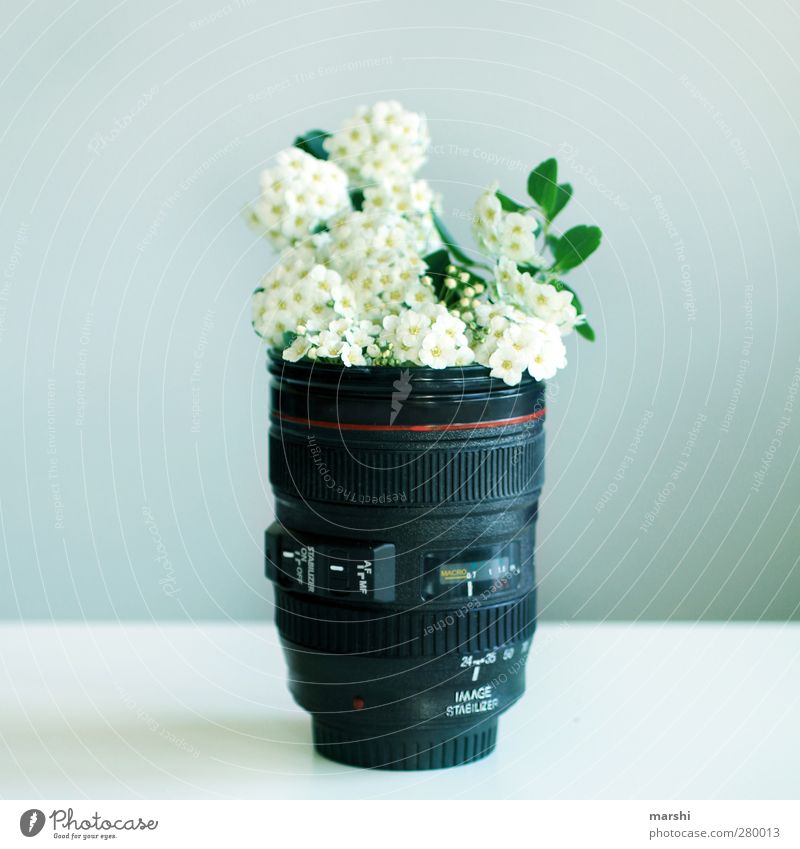 Blümchenfotografie Freizeit & Hobby Pflanze Blume schön canon Objektiv Fotografie Fotografieren Blumenstrauß Blumenvase Vase Symbole & Metaphern
