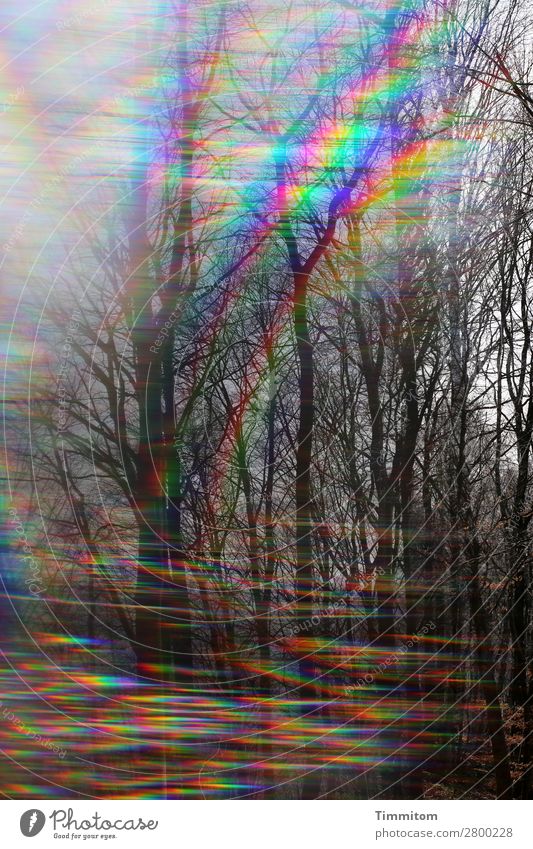 1400. Laßt uns auf die Reise gehn Umwelt Natur Landschaft Pflanze Himmel Wald Wege & Pfade Blick ästhetisch Gefühle Leben Neugier Doppelbelichtung Prisma
