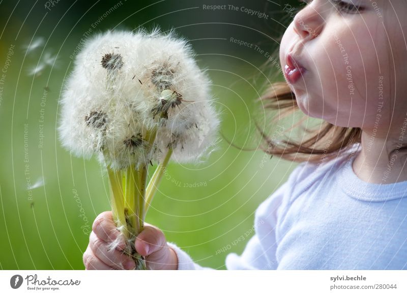 Kleinkind pustet Pusteblumen Gesicht Wohlgefühl Sommer Mensch feminin Kind Mädchen Kindheit Leben Nase Mund 1 1-3 Jahre Umwelt Natur Pflanze Blume Gras