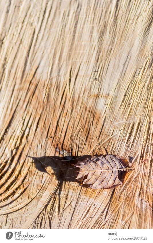 Trügerischer Schatten Herbst Blatt Herbstlaub Sägeschnitt gesägt Maserung Jahresringe Holz natürlich braun Farbfoto Gedeckte Farben Außenaufnahme Nahaufnahme