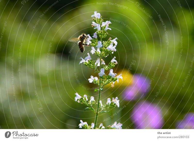 fleißige Biene Natur Pflanze Sommer Blume Blüte Garten 1 Tier fliegen frei Freundlichkeit natürlich Summen Farbfoto Außenaufnahme Tag Licht Kontrast Silhouette