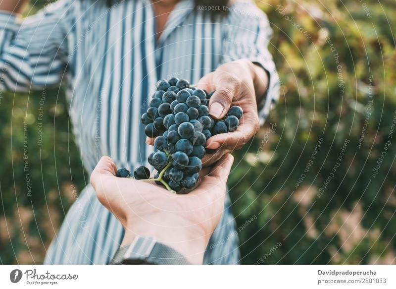 Hände, die einen Haufen Trauben mit einer glücklich verschwommenen Frau teilen. Weingut Weinberg Weintrauben stehen organisch Ernte Landwirtschaft grün