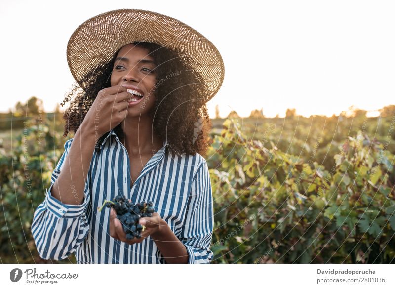 Glückliche junge Frau mit Strohhut isst Trauben in einem Weinberg. Weingut Weintrauben laufen organisch Ernte Landwirtschaft grün Anhäufung Lächeln ländlich