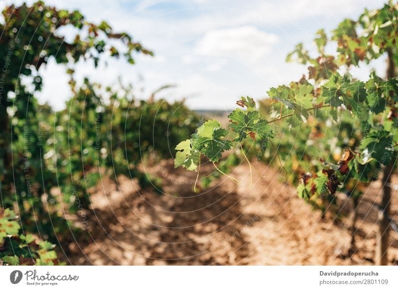 Schöner grüner Weinberg in Spanien Ernte Industrie Pflanze Blatt Landwirtschaft frisch Wachstum Landschaft Landen Frucht Garten Außenaufnahme produzieren Reihe