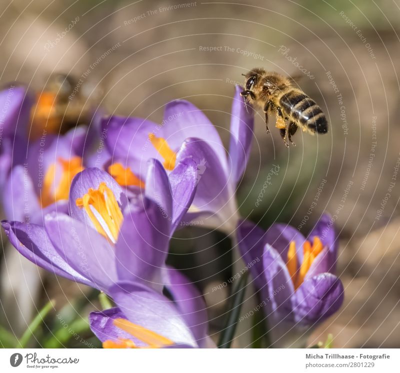 Biene im Anflug auf eine Blüte Honig Umwelt Natur Pflanze Tier Sonnenlicht Frühling Schönes Wetter Blume Krokusse Wiese Nutztier Wildtier Tiergesicht Flügel 1