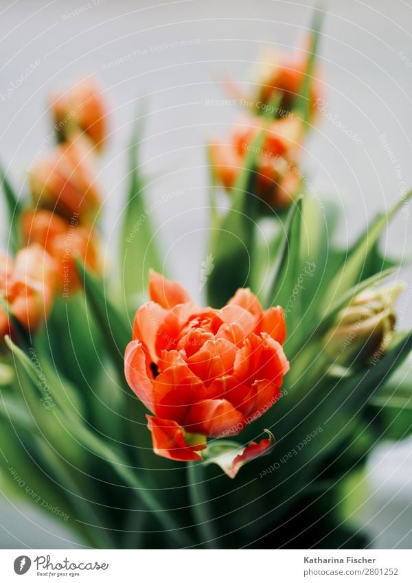orange Blüte Tulpen Blumenstrauß Natur Pflanze Blatt Blühend leuchten ästhetisch schön grün rot türkis Dekoration & Verzierung Tulpenblüte Tulpenknospe Farbfoto