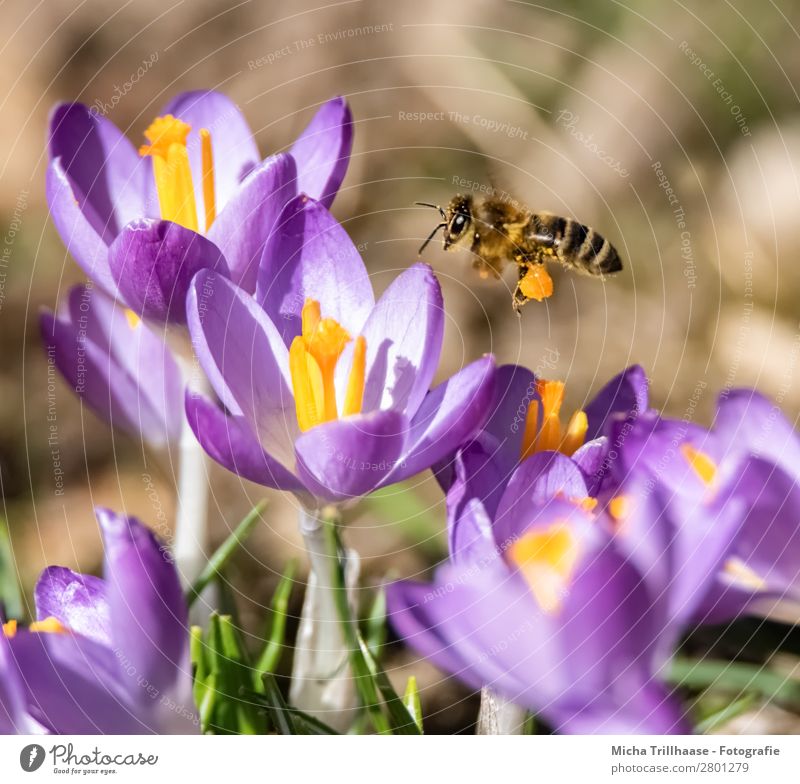 Fliegende Biene über Krokusblüten Honig Umwelt Natur Pflanze Tier Sonnenlicht Frühling Schönes Wetter Blume Blüte Wiese Nutztier Wildtier Tiergesicht Flügel 1