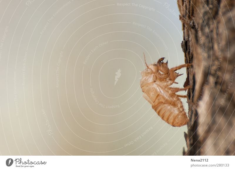 Zikadenkinderheim... leerstand Natur Tier Baum Wald 1 braun Insekt Insektenlarve Larvenhaut zerbrechlich Leerstand Süden Südfrankreich südländisch Provence Holz