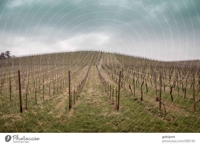 Wein wurde geholt Umwelt Natur Landschaft Erde Himmel Wolken Pflanze Weinberg Weinbau Feld Hügel trist blau braun grün ruhig genießen Horizont Symmetrie