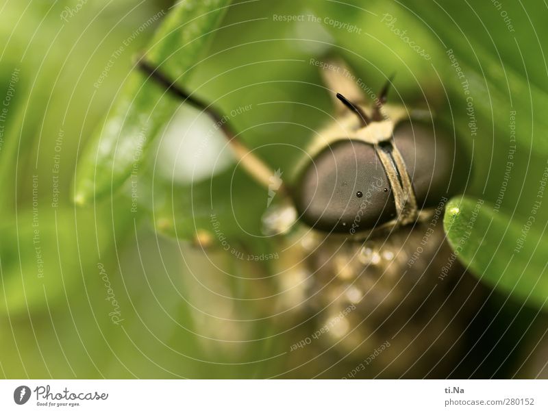 Vampirella | Pferdebremse Pflanze Garten Wiese Wildtier Bremse Insekt beobachten warten authentisch groß feminin braun gelb grün Trägheit Insektenstich Farbfoto