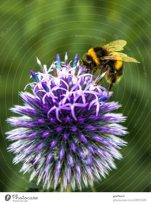 Hummel sammelt Nektar auf violetter Blume tier hintergrund schön biene blüte hummel geschäftig fleissig ruhig sammeln sammlung detail umwelt nahrung fressen