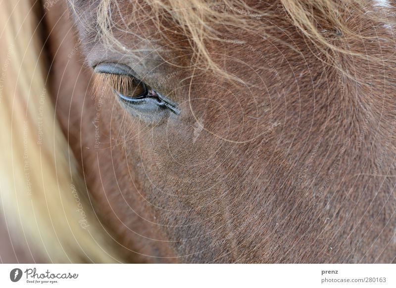 Blick Umwelt Natur Tier Nutztier Pferd 1 braun Kopf Mähne Auge Island Ponys Farbfoto Außenaufnahme Menschenleer Textfreiraum unten Tag Schwache Tiefenschärfe