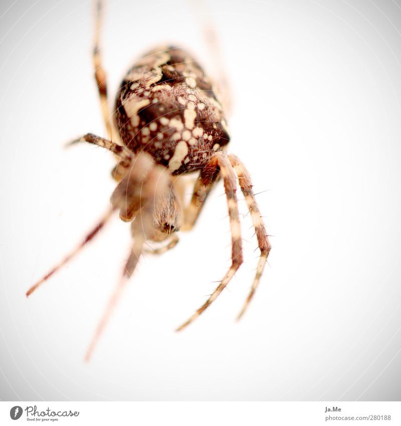 Im Auge des Spinners Tier Wildtier Spinnenbeine gartenkreuzspinne Kreuzspinne 1 Neugier Farbfoto Außenaufnahme Nahaufnahme Detailaufnahme Makroaufnahme