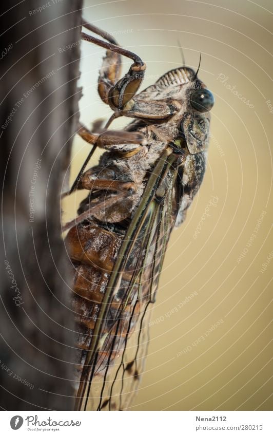 Singzikade der Provence Tier 1 braun Insekt Zikade singzikade mediterran Südfrankreich Warmherzigkeit laut Symbole & Metaphern stridulation Sommer sommerlich