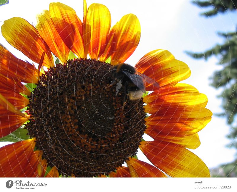 Hummel Sonnenblume Blume Sommer Physik Insekt Verkehr Wärme