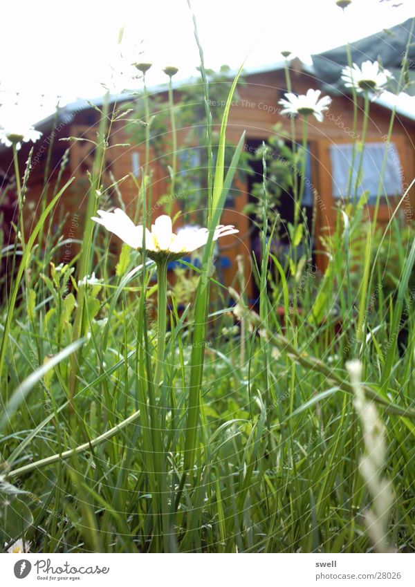 bienen-perspektive Wiese Sommer Blume Gras Garten Pflanze