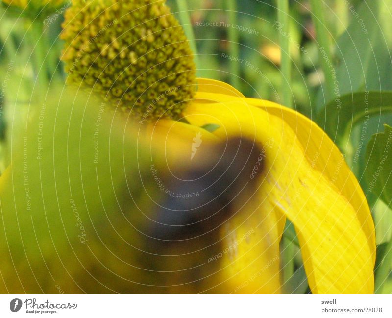 Blume Sommer gelb Biene Unschärfe Wiese grün Makroaufnahme