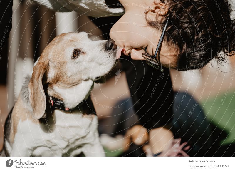 Lustiger Beagle, der das Gesicht des Besitzers leckt. Hof leckendes Gesicht Hund Haustier Welpe Sonnenstrahlen Tag Menschenleer Sommer Tier Freizeit & Hobby