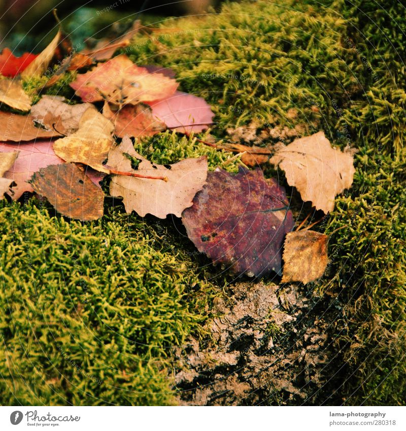 autumn Natur Herbst Moos Blatt nass Jahreszeiten Herbstlaub herbstlich Herbstwetter Farbfoto Außenaufnahme Nahaufnahme Detailaufnahme Makroaufnahme