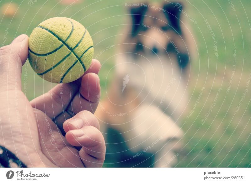Frauchen, nun wirf doch endlich den Ball. Freude sportlich Freizeit & Hobby Spielen Sommer Garten Ballsport Schönes Wetter Gras Wiese Tier Haustier Hund