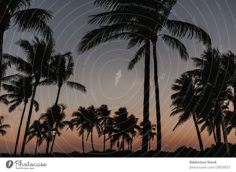 Palmen bei Sonnenuntergang vor bewölktem Himmel in der Stadt Handfläche Großstadt Wolken Miami USA Baum Wind Landschaft tropisch exotisch Wetter harmonisch