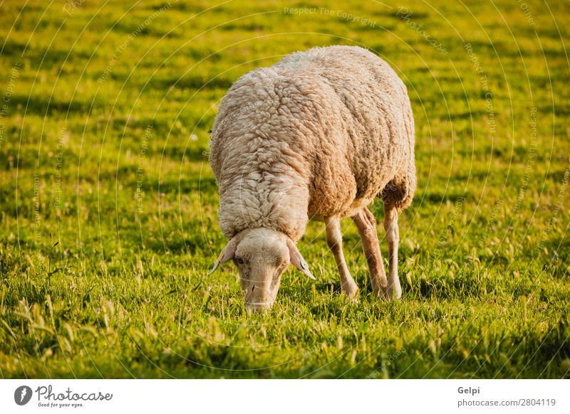 Spanische Schafe im Herbst Winter Natur Landschaft Tier Himmel Wetter Nebel Gras Wiese Herde Fressen grün weiß Feld Großgrundbesitz Bauernhof ländlich Lamm